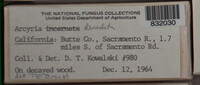 Arcyria denudata image